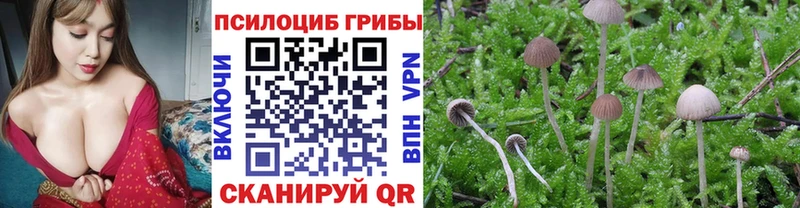 купить наркотик  Приморско-Ахтарск  гидра онион  Псилоцибиновые грибы Psilocybine cubensis 